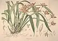 Orchid 28 idem