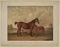 Flora Temple and her foal, Kitty Temple, in "Every Horse Owner's Cyclopedia"