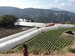 Polyhouse Floriculture in village Mahog