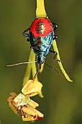 E. floridanus hunting a crab spider