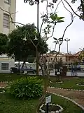 Brugmansia arborea