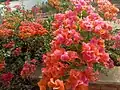 Major planted flower