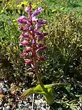 Lachenalia sp.