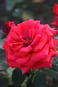 Rosa chinensis (Rosa chinensis)