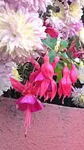 Flowers in Lava Monastery