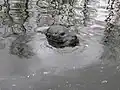Common seal