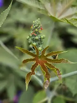 Young leaf