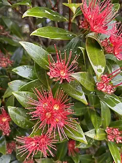 Foliage of M. umbellata with clusters of red flowers alongside its oily green leaves