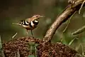 A forest wagtail at Dandeli tiger reserve, India