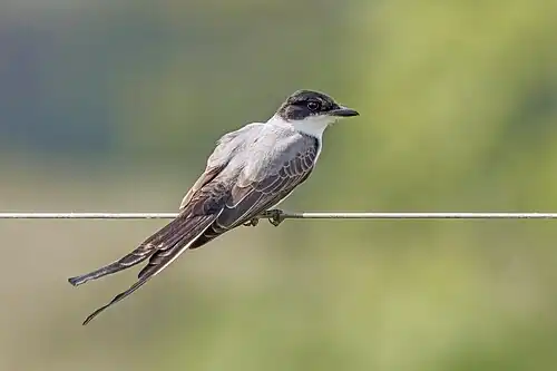 immature with shorter tail