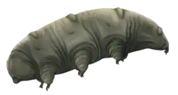 Reconstruction of Paradoryphoribius, from the Miocene (23–5.3 mya)