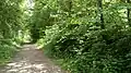 Forest path in June