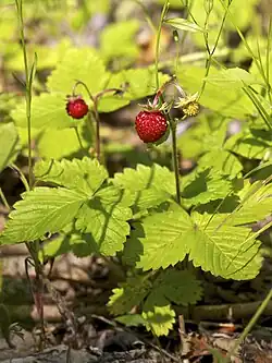 Fragaria vesca, a wild woodland strawberry, was cultivated until the 17th century.
