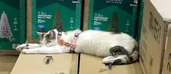 Francine sleeps on boxes while wearing a cat harness and AirTag.