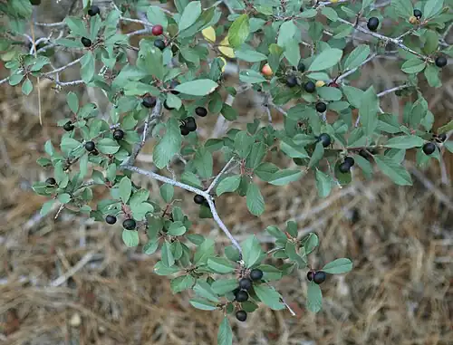 Foliage