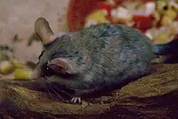 Gray dormouse