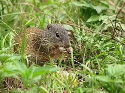Gray squirrel
