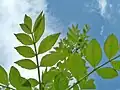 Young spring leaves of subsp. angustifolia, known as Desert Ash in Australia, where it is classed as a weed.[8]