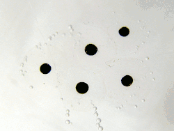 11 photos, displayed serially. The first shows 5 black dots. The second shows the dots slightly elongated. The third shows greater elongation. The fourth shows slight emergence of tails. The remaining photos show continually larger tails, increasingly curved bodies and tails, and emerging heads.