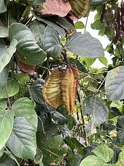 Mucuna membranacea