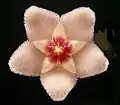 Flower, which looks like a furry starfish