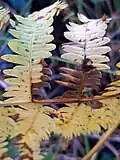 Bracken, Pteridium aquilinum, in November