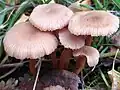 Laccaria laccata - the deceiver