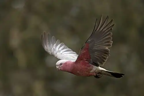 Female in flight