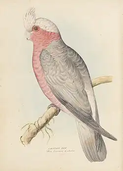 Watercolour painting of a galah (Eolophus roseicapilla)