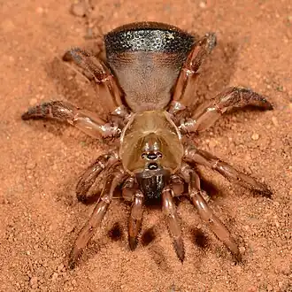 female