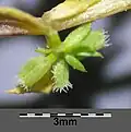 Infructescence (lateral)