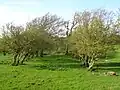 The old lane leading to Newfield Mains.