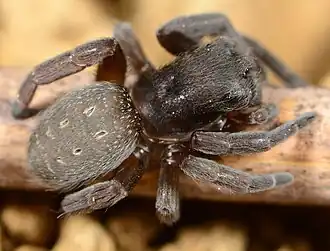 female Gandanameno purcelli