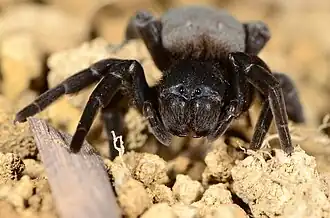 female G. purcelli