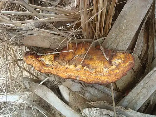 Growing on a sabal palm in Manatee County, Florida