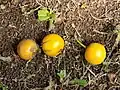 Ripe fruits of Garcinia kola (a.k.a. "bitter kola")