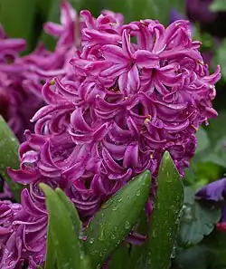 Hyacinth