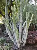 Huntington Gardens (Los Angeles).