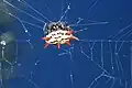 Orb-weaver spider