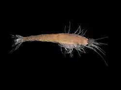 Gastrosaccus spinifer (Mysida)