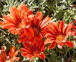 Clumping gazania (Gazania rigens) cultivar known as "Copper King" at the Desert Demonstration Garden in Las Vegas