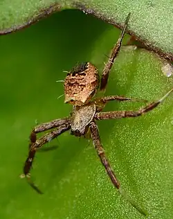 female G. infuscata