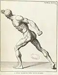 Borghese Gladiator