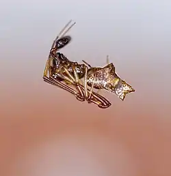 Faiditus spp. male