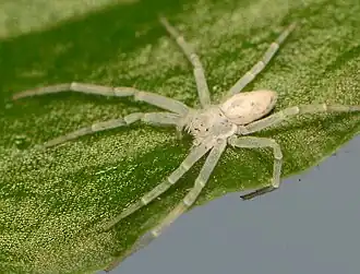 female