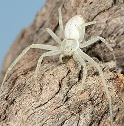 female