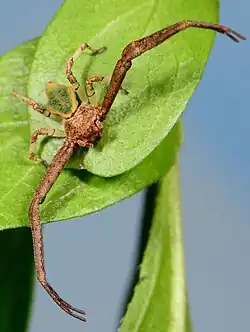 female