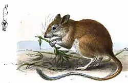 Drawing of brown gerbil