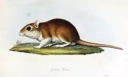Drawing of brown gerbil