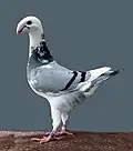 Blue bar pied